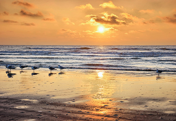 Stewart Beach Birds and Sunrise-Galveston TX