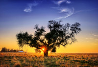 Tree at Sunset-Winnie Texas