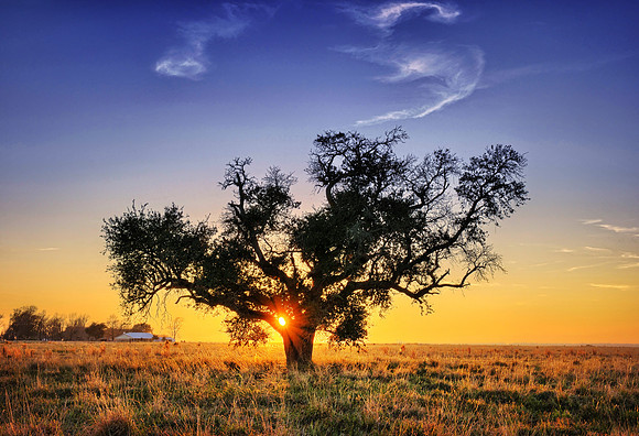Tree at Sunset-Winnie Texas