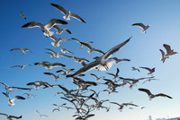 Ferry Birds - Galveston TX