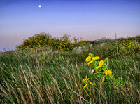 Stewart Beach Flowers-Galveston TX