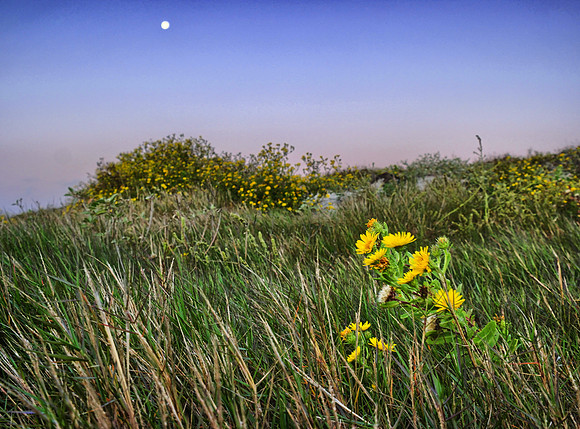 Stewart Beach Flowers-Galveston TX