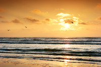 Stewart Beach Birds and Sunrise2-Galveston TX