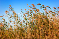 East Beach Reeds-Galveston TX