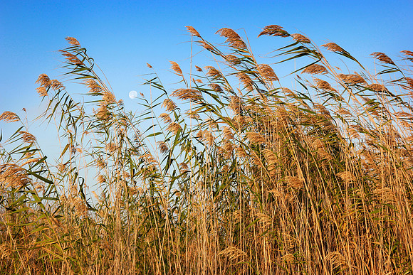 East Beach Reeds-Galveston TX