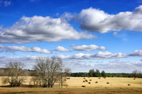 Haybales and cows- Nacogdoches TX