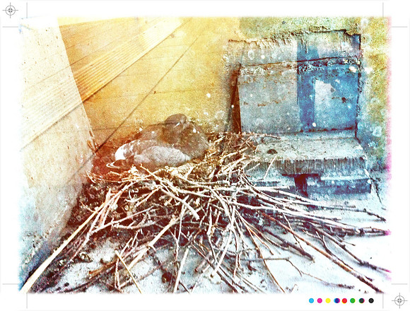 "Put a Bird in it"