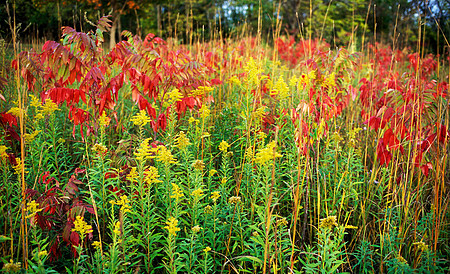Trailside Color